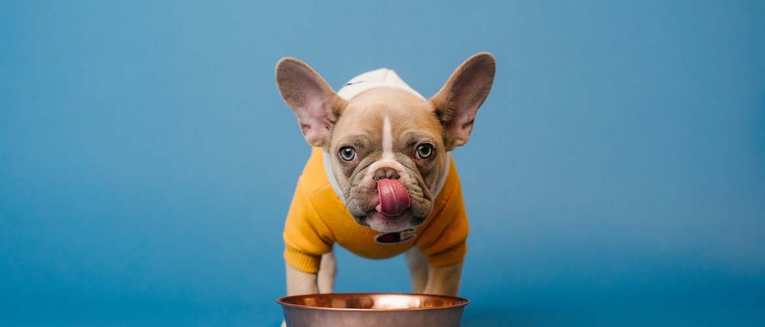 best slow feed dog bowl for french bulldog