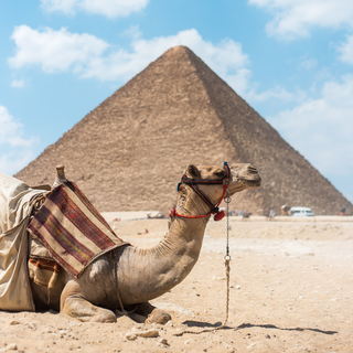 cairo-egypt-camel-by-pyramid_1.png