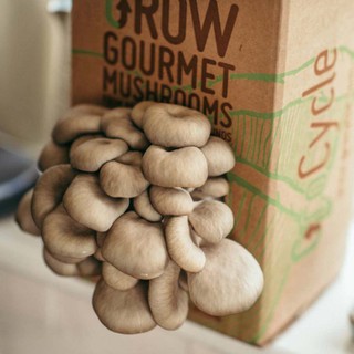 notonthehighstreet-gifts-grow-your-own