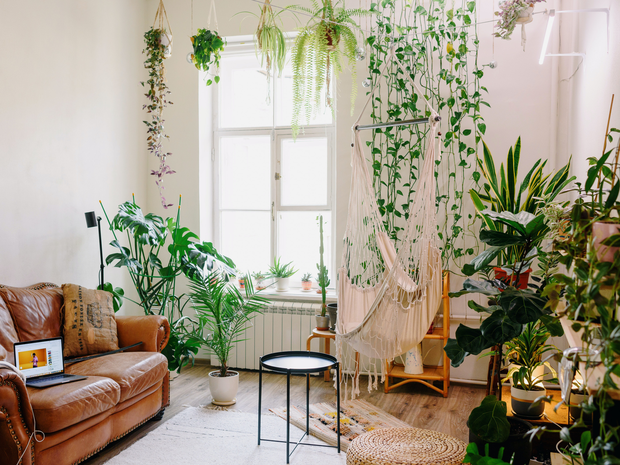 home-decor-plant-use_1.png